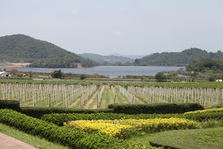 Grape farm viewの写真素材