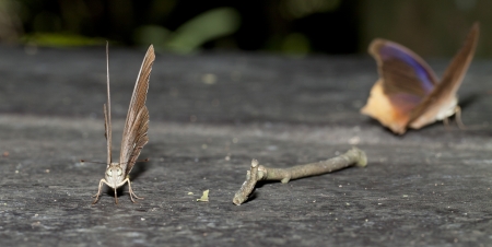 The Orange Oakleafの写真素材