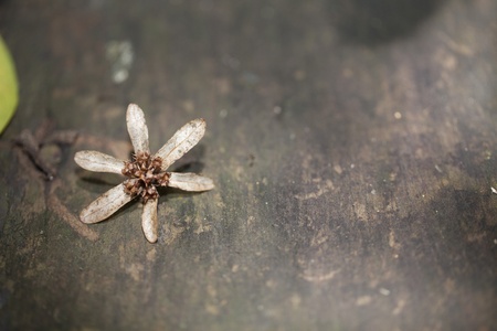 Flower on the rock backgroundの写真素材