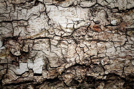 Bark texture background