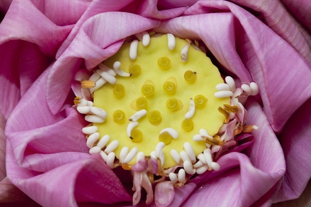 Pink lotus backgroundの写真素材