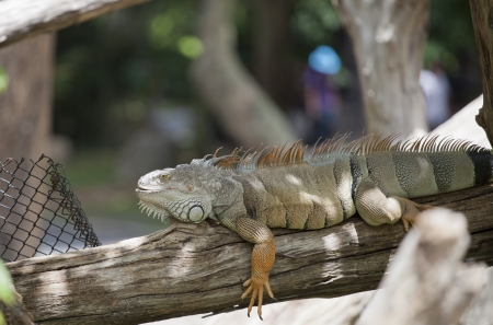 Iguana sleepのeditorial素材