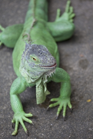 Iguana close upのeditorial素材