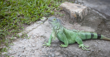 Iguana close upのeditorial素材