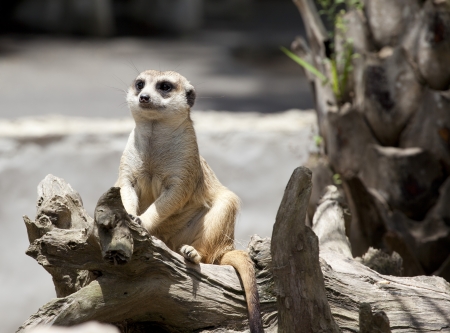 Meerkat actionのeditorial素材