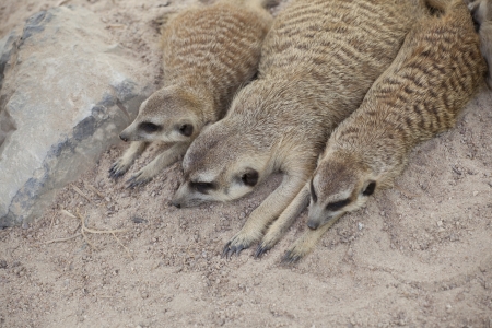 Meerkat actionのeditorial素材