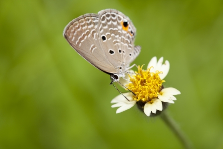 Peablue butterfly on flowerの写真素材