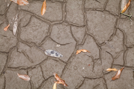 Dry cracked mud texture の写真素材
