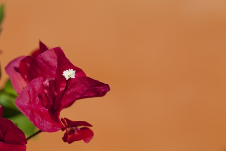 The red paper flower on orange backgroundの写真素材