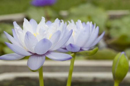Violet lotus with yellow pollen isolatedの写真素材