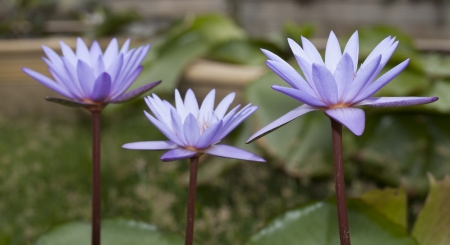 Violet lotus bloom in gardenの写真素材