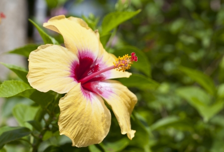 Rosemallow flowerの写真素材