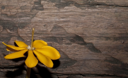 Gardenia carinata on the wooden backgroundの写真素材