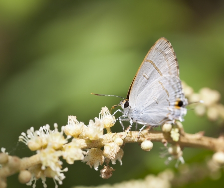 Peablue butterfly with flowerの写真素材