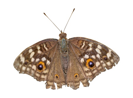 Lemon pansy butterfly isolated