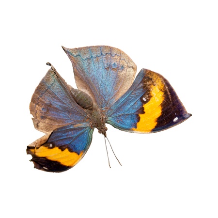 Orange oakleaf butterfly isolated on the white backgroundの写真素材