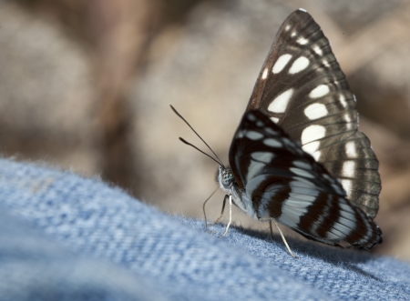 Common plain sailor butterflyの写真素材