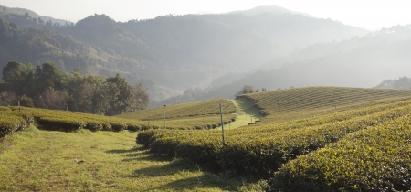 Tea farm in the north of Thailandの写真素材