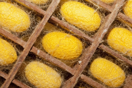 Silkworm cocoon in the housingの写真素材