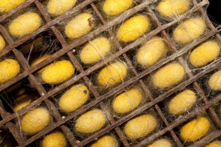 Silkworm cocoon in the housingの写真素材