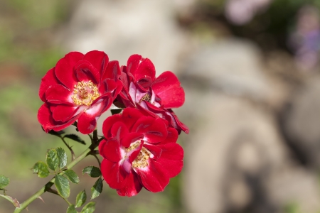 The beautiful roseの写真素材