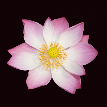indian lotus isolatedの写真素材