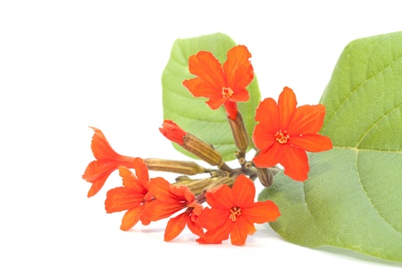 Cordia flower isolated on the white backgroundの写真素材