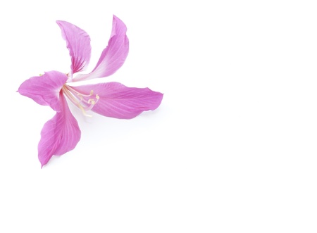 Orchid tree flower isolated on the white backgroundの写真素材