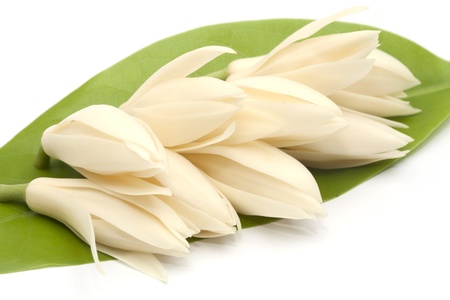 White Champaka isolated on the white backgroundの写真素材