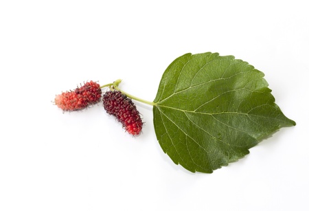 Mulberry fruit isolated on the white backgroundの写真素材