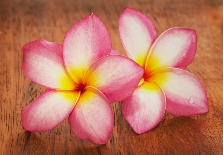 Frangipani flower on the old wood backgroundの写真素材