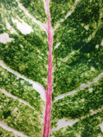 Green leaf texture background