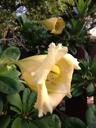 Flower bloomingの素材