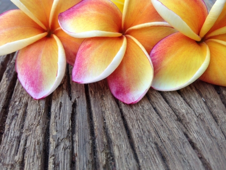 Frangipani flower on the wood backgroundの素材