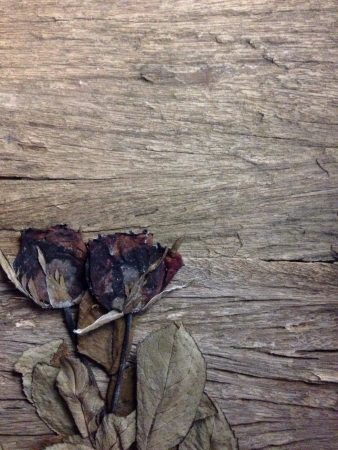 Dry rose flower on the wood backgroundの素材