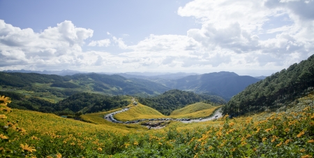 Mexican sunflower flower season at Doi Mae U-Kho, Thailandの写真素材