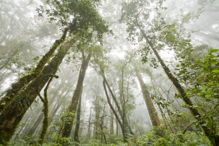 Rainforest travel at Kew-Mae-Pan, Thailandの写真素材
