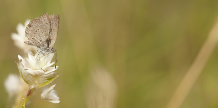 Butterfly with flower in the natureの写真素材