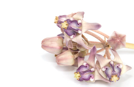 Crown flower isolated on the white backgroundの写真素材