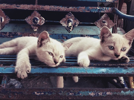 Cute kittyの素材