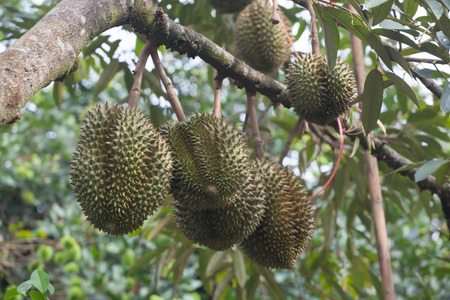 Young durian fruit on the tree