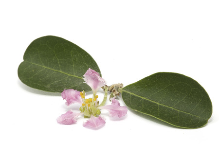 Acerola flower isolated on the white backgroundの写真素材