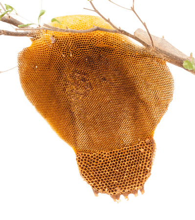 Beehive deserted isolated on the white backgroundの写真素材