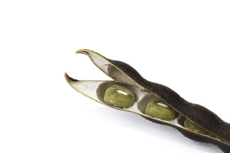 Mung bean seed pod isolated on the white background