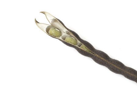 Mung bean seed pod isolated on the white background