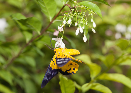 The spotted golden-looper moth with flowerの写真素材
