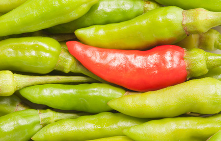 One red bird chili in the green chiliの写真素材
