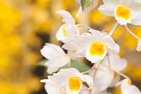 Dendrobium palpebrae orchids flowerの写真素材