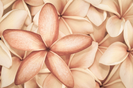 Plumeria flower backgroundの写真素材