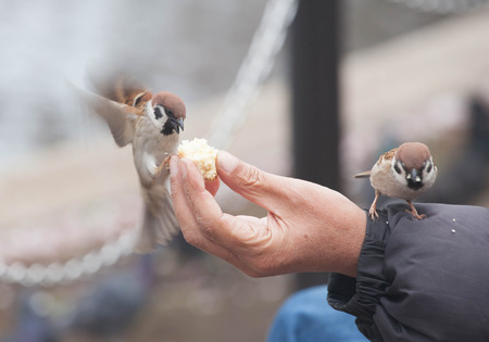 Tree sparrow bird eating  bread from handの写真素材